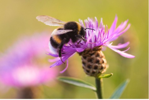 The Wisdom of a Bumblebee-img