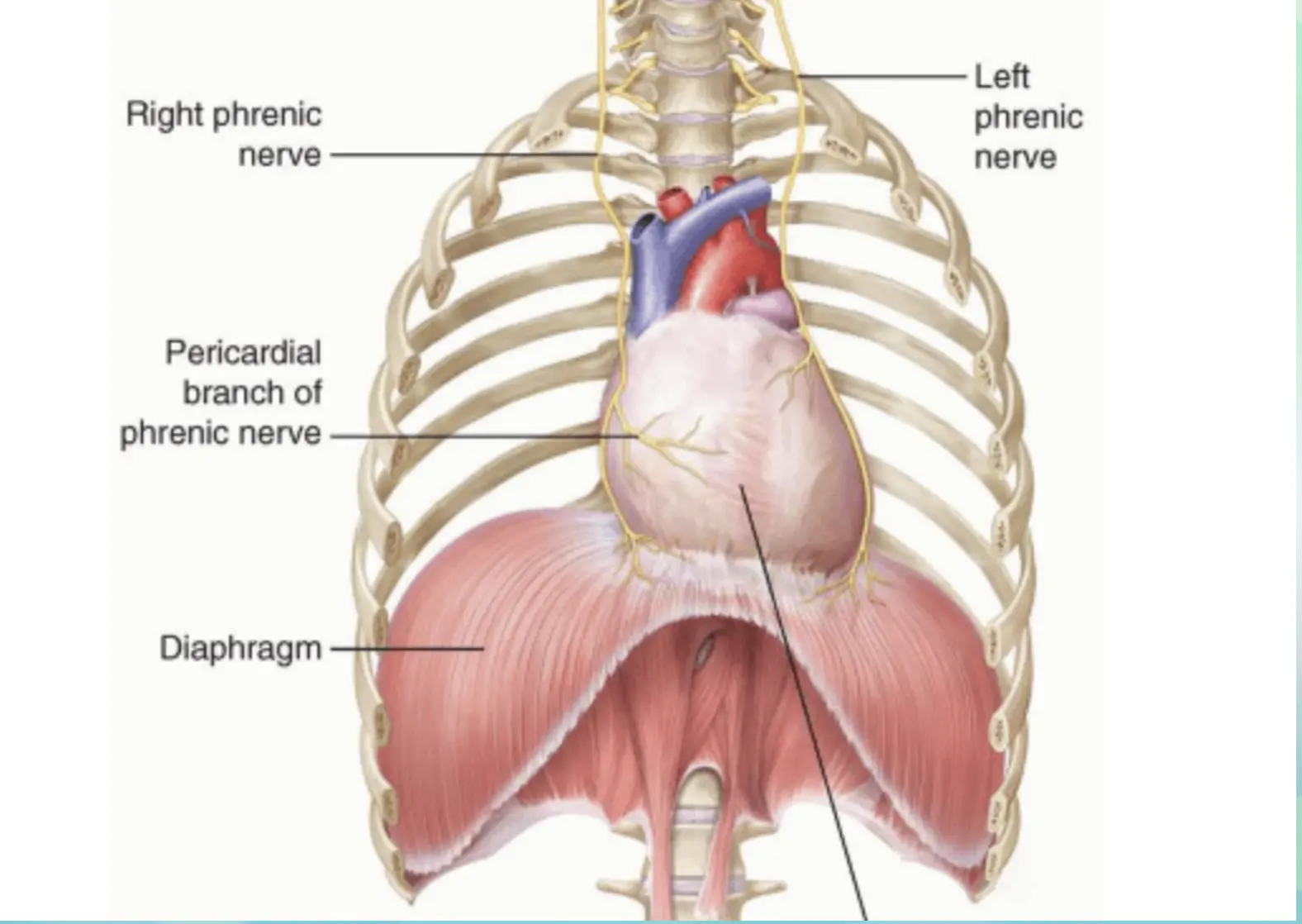 Diaphragm activates parasympathetic system